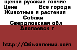 щенки русские гончие › Цена ­ 4 000 - Все города Животные и растения » Собаки   . Свердловская обл.,Алапаевск г.